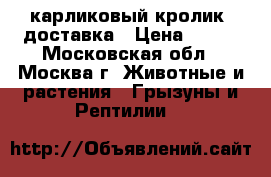 карликовый кролик. доставка › Цена ­ 500 - Московская обл., Москва г. Животные и растения » Грызуны и Рептилии   